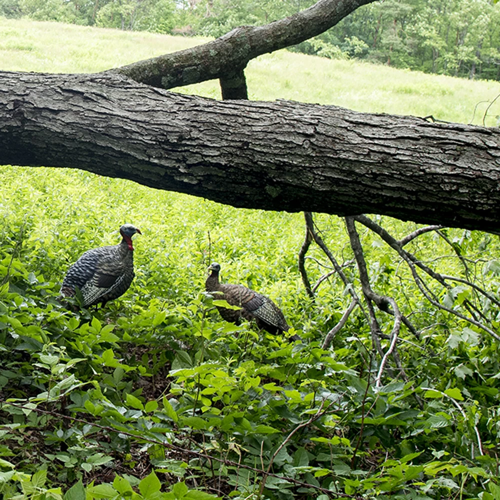 Avian-X Turkey Decoy LCD Lookout Hen AVX8006 3 Avian-X Turkey Decoy LCD Lookout Hen AVX8006 - Image 3