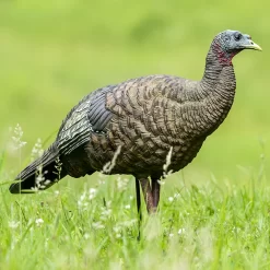 Avian-X Turkey Decoy LCD Breeder Hen AVX8008 -Farmstead Outdoors AvianX 08008 Avian X Turkey Decoy LCD Breeder Hen AVX8008 Pic