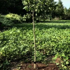 Hodag Licking Stick FlexPlate Base -Farmstead Outdoors Hodag Hodag Licking Stick with Tree 2