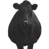 Montana Decoy Company Bessie Moo Cow 0081