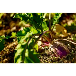 Farmstead Outdoors 9 Farmstead Outdoors -Farmstead Outdoors RealWorld 36110 Real World Wildlife Products Plot Topper Pic