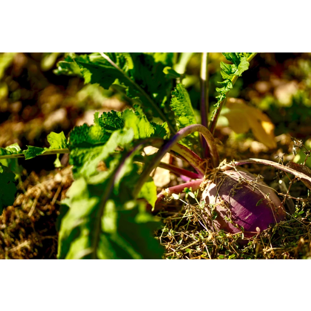 Real World Wildlife Products Plot Topper 3lb Jug 2 Real World Wildlife Products Plot Topper 3lb Jug - Image 2